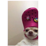 HamsterGqer