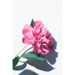 Pink Flower Army!