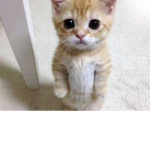 Hello >_<