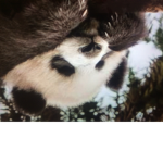 Relax like a panda