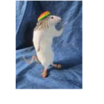 You better be a rat