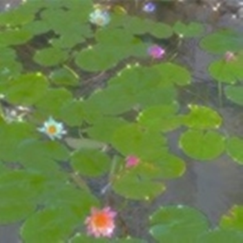 vibe garden カエル