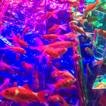 Fishiest Fish
