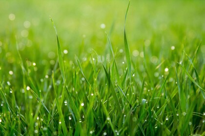 Touch Grass [Experience] [NEW]