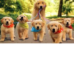 funny and fun animal car takers