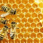 Luca's BeezHouse Group Thumbnail