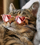Chill cats group
