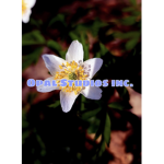 opal studios inc.