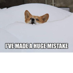 Fluffy Corgis
