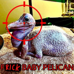 BABY PELICAN HATE GROUP