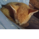 Kitten is my life