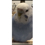ROYAL MY PET PARAKEET