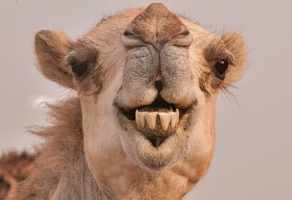 Camel Riding