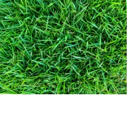 you touch grass but its faster every second icon