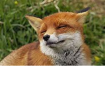 Fox fans :3