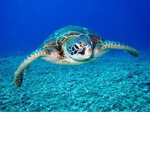Little Sea Turtles for life