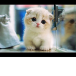 Cat on a like