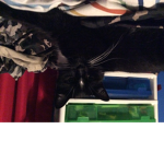 Kitten fan cl