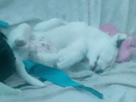 noseparaalgo