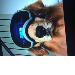 Official dog group :3