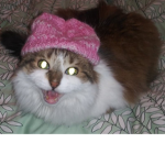 Fat fat cattty kitty