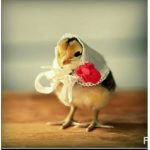 Chick squad!