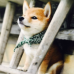 Doge Marine Corp Scientific Agency