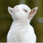 The Official Goat Group