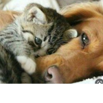 La team chien chat :D