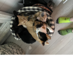 Eric's Kitty Group!!