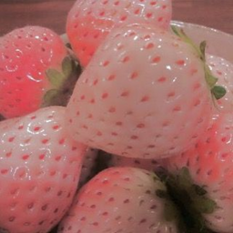 the berry obby