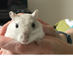 The mouse society