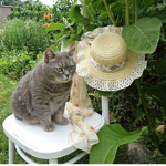 kitteee