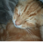 Cat & Kitten Lovers!