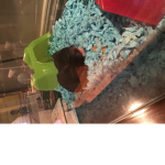 Hamster Jack