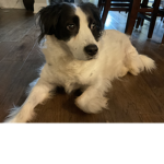 My dog star :p