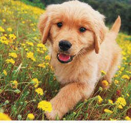 puppy city