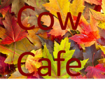 Cow Café