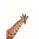 Giraffe <3