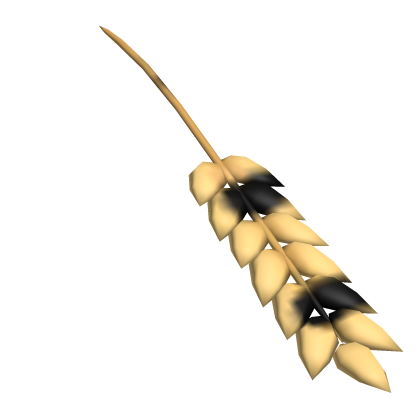 Wheat