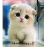 cute kittysss