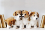 Top Fans Dog Group!