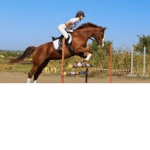 Horseteam