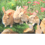 ~ Sunny Bunnies ~