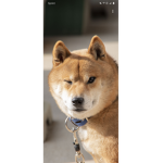 FGTeeV watchers group