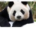 The panda legion