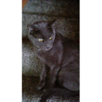 Meow~ join me group ty