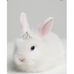 Bunny bunny fan group