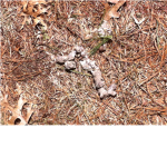 tardlord's garden snakes