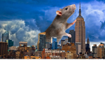 The Rat Sanctuary